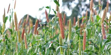 Field of sorghum plants with upright brown and green seed heads in a sunlit field.
