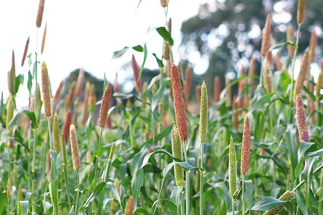 Field of sorghum plants with upright brown and green seed heads in a sunlit field.