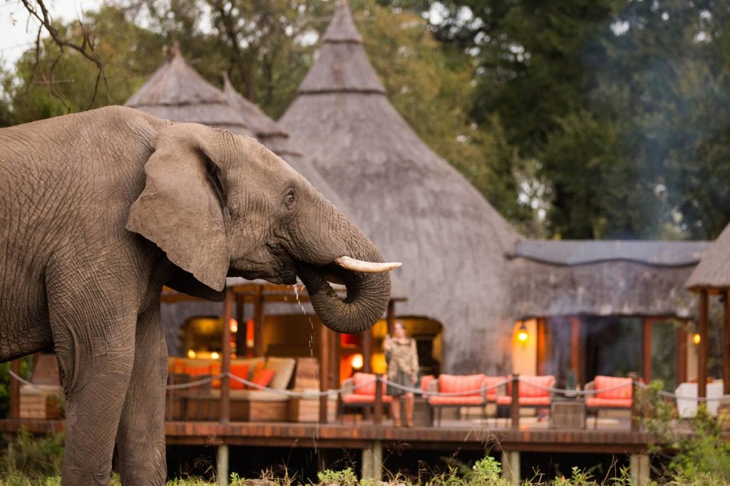 Adult elephant in the foreground with a curved trunk, near a rustic resort featuring thatched-roof huts and orange seating in the background.