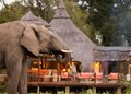 ELEPHANT3 - The Brief | Namibia's Leading Business & Financial News Adult elephant in the foreground with a curved trunk, near a rustic resort featuring thatched-roof huts and orange seating in the background.