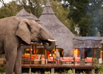 ELEPHANT3 - The Brief | Namibia's Leading Business & Financial News Adult elephant in the foreground with a curved trunk, near a rustic resort featuring thatched-roof huts and orange seating in the background.