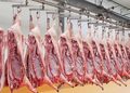 Rows of beef carcasses hanging on a processing line in a meatpacking facility.