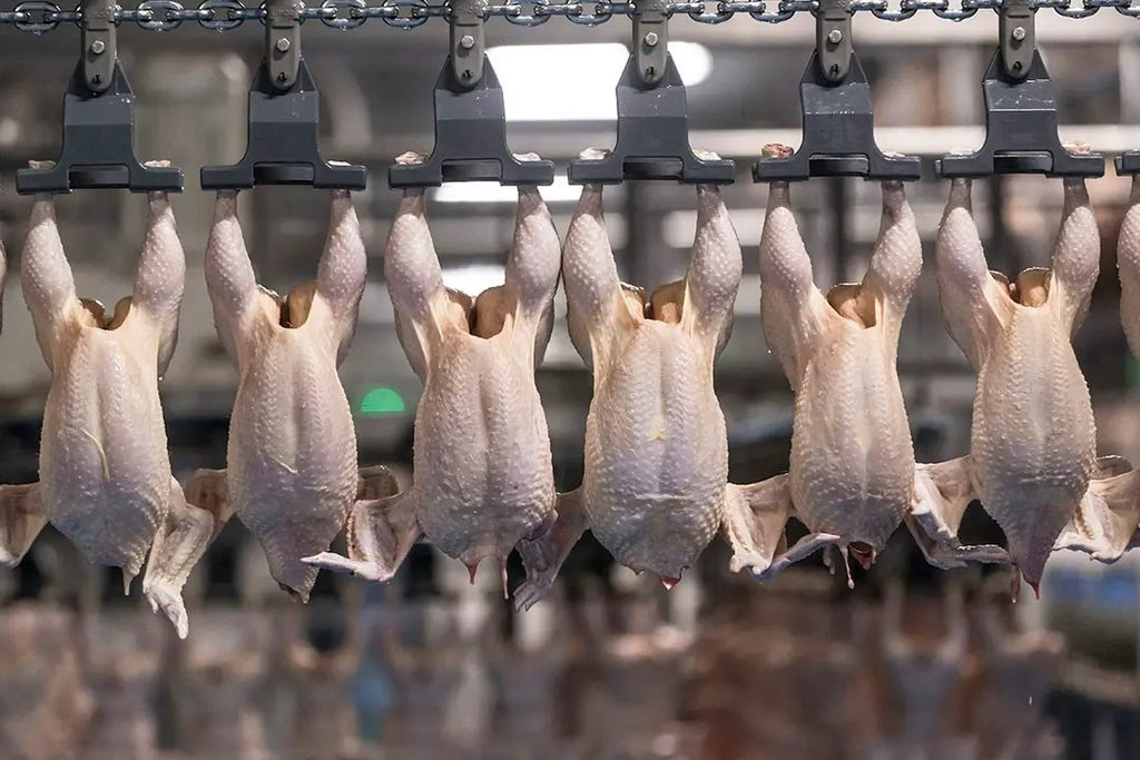 Rows of chickens hanging upside down on a conveyor in a poultry processing plant, ready for processing.