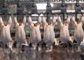 Rows of chickens hanging upside down on a conveyor in a poultry processing plant, ready for processing.
