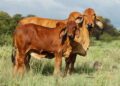 WhatsApp Image 2026-09-25 at 35637 PM - The Brief | Namibia's Leading Business & Financial News Two reddish-brown cows standing in a grassy field under a blue sky, one slightly behind the other.