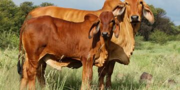 Two reddish-brown cows standing in a grassy field under a blue sky, one slightly behind the other.
