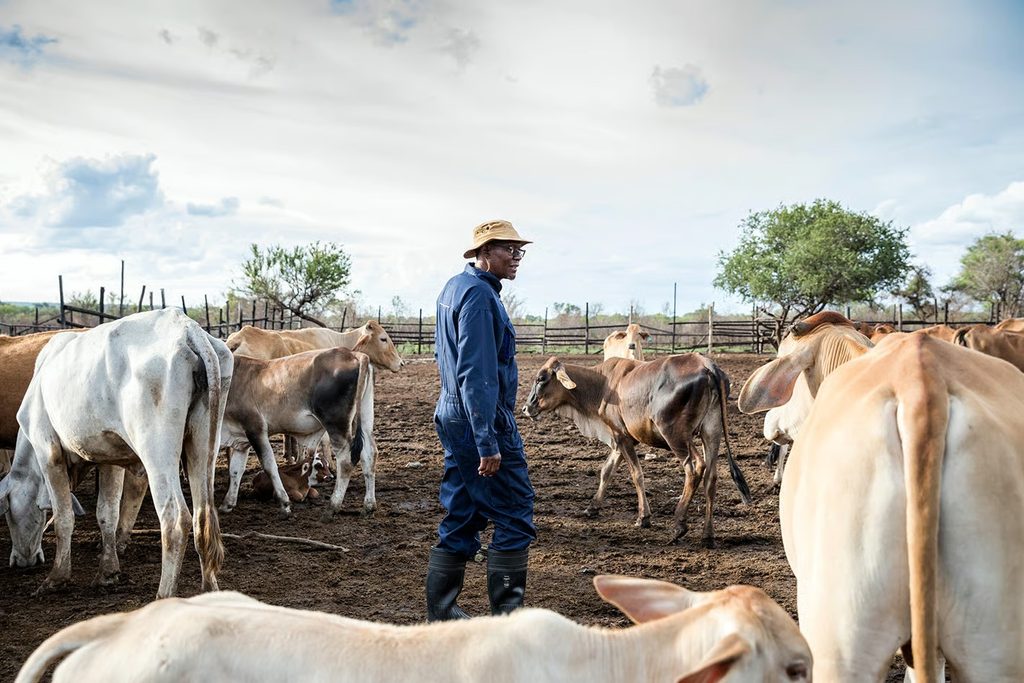 COWS5 - The Brief | Namibia's Leading Business & Financial News Farm worker in blue coveralls and a hat stands among a herd of cattle in a muddy pen under a cloudy sky, tending the animals.