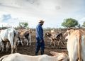 Farm worker in blue coveralls and a hat stands among a herd of cattle in a muddy pen under a cloudy sky, tending the animals.