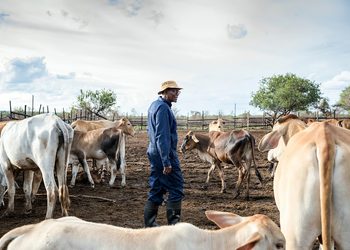 COWS5 - The Brief | Namibia's Leading Business & Financial News Farm worker in blue coveralls and a hat stands among a herd of cattle in a muddy pen under a cloudy sky, tending the animals.