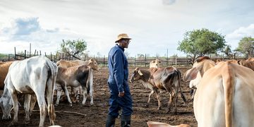 Farm worker in blue coveralls and a hat stands among a herd of cattle in a muddy pen under a cloudy sky, tending the animals.