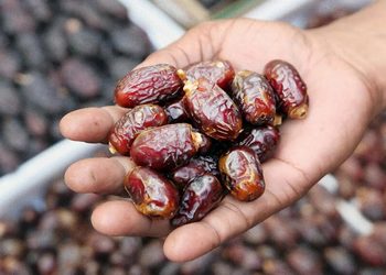 DATES - The Brief | Namibia's Leading Business & Financial News A hand cupping a handful of glossy brown dates, with more dates in the blurred background.