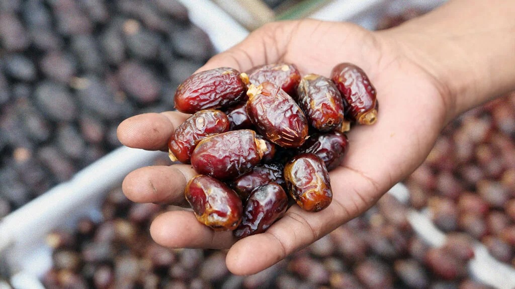 DATES - The Brief | Namibia's Leading Business & Financial News A hand cupping a handful of glossy brown dates, with more dates in the blurred background.
