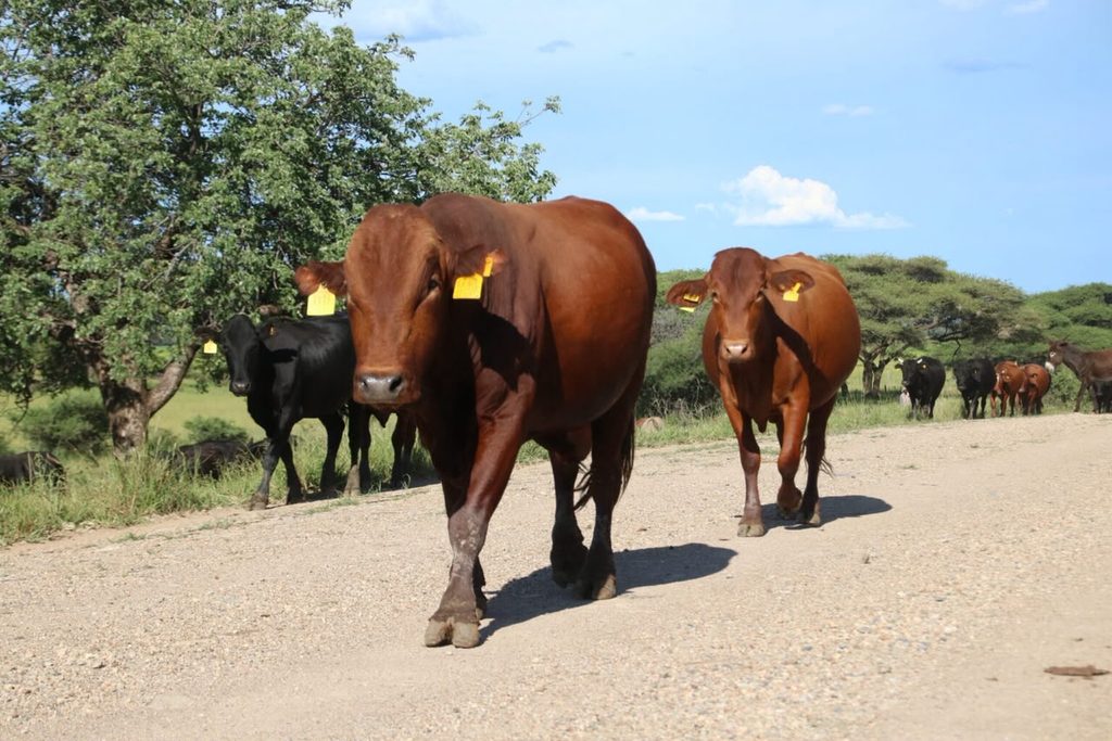 cow - The Brief | Namibia's Leading Business & Financial News Brown cattle with yellow ear tags walking along a dusty road in a rural landscape under a blue sky.