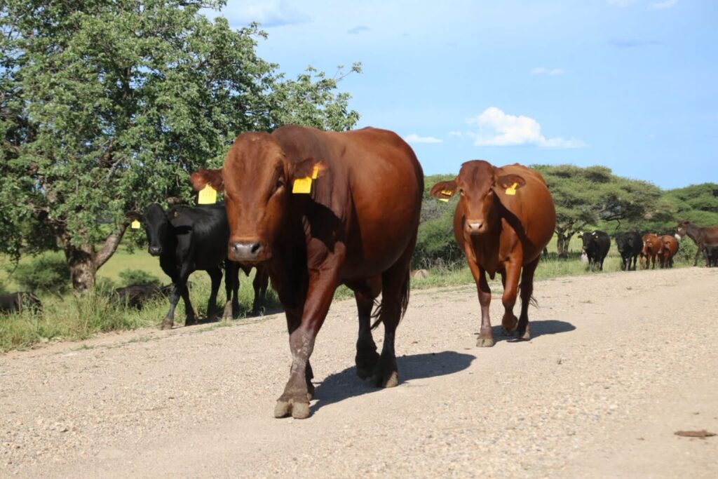 cow - The Brief | Namibia's Leading Business & Financial News Herd of brown and black cows walking along a gravel rural road, ear tags visible under a clear blue sky with green trees nearby.