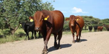 Herd of brown and black cows walking along a gravel rural road, ear tags visible under a clear blue sky with green trees nearby.
