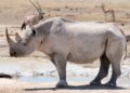 Adult rhinoceros standing at a muddy waterhole in a dry savanna, with distant antelope silhouettes in the background.
