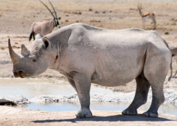 Adult rhinoceros standing at a muddy waterhole in a dry savanna, with distant antelope silhouettes in the background.