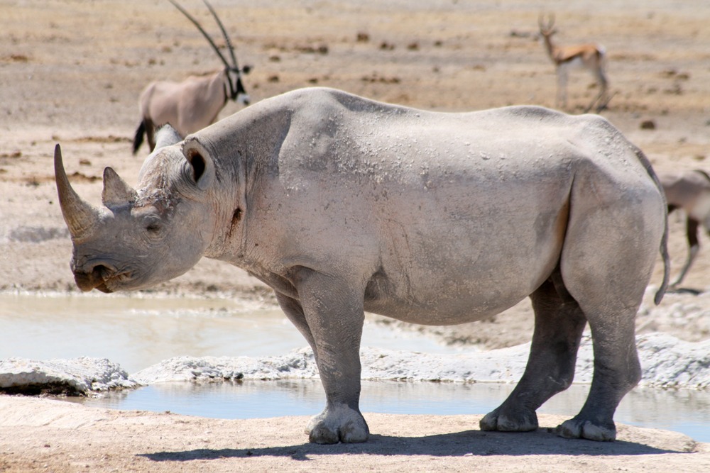 Adult rhinoceros standing at a muddy waterhole in a dry savanna, with distant antelope silhouettes in the background.