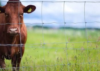 COW8 - The Brief | Namibia's Leading Business & Financial News Brown cow standing behind a wire fence in a green pasture on a sunny day.
