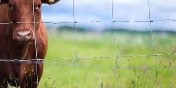 Brown cow standing behind a wire fence in a green pasture on a sunny day.
