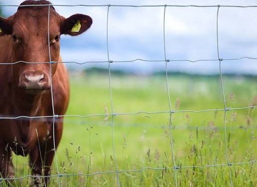 Brown cow standing behind a wire fence in a green pasture on a sunny day.