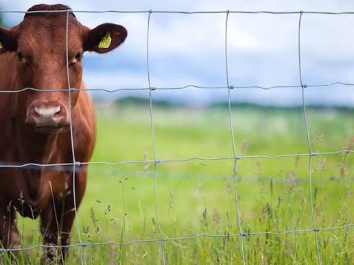 Brown cow standing behind a wire fence in a green pasture on a sunny day.