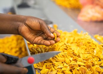 MANGO - The Brief | Namibia's Leading Business & Financial News Close-up of a hand picking a yellow snack chip from a pile of fried chips on a production belt.