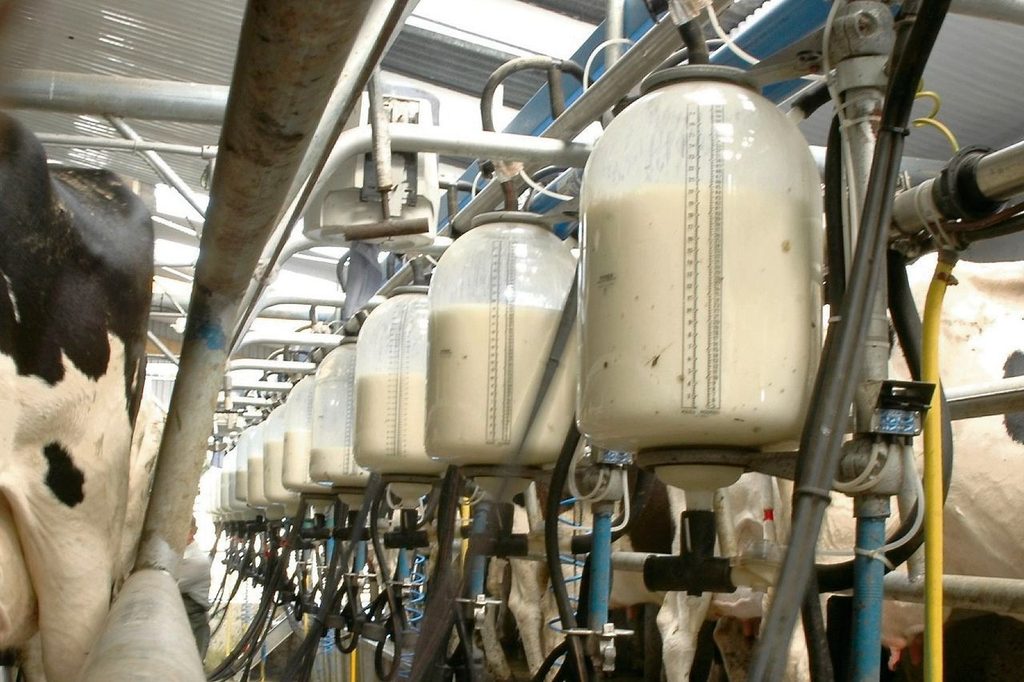 MILK1 - The Brief | Namibia's Leading Business & Financial News Milking parlor with row of milk collection tanks and hoses attached to cows during milking.