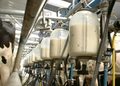 Milking parlor with row of milk collection tanks and hoses attached to cows during milking.