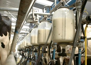Milking parlor with row of milk collection tanks and hoses attached to cows during milking.