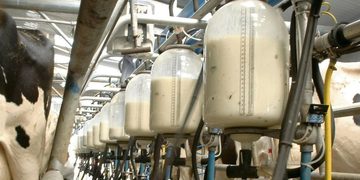 Milking parlor with row of milk collection tanks and hoses attached to cows during milking.