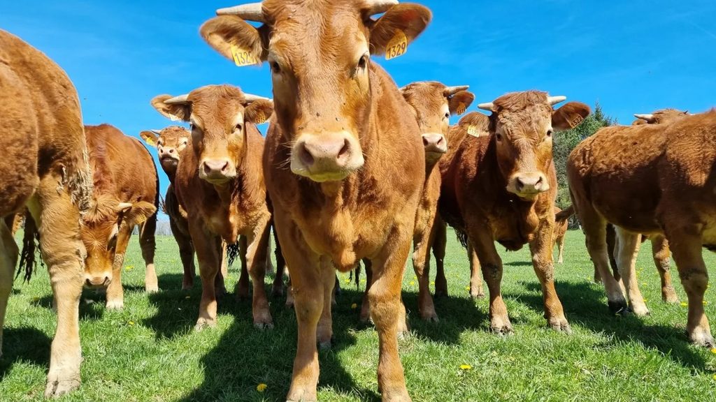CATTLES3 - The Brief | Namibia's Leading Business & Financial News A herd of brown cows in a sunny green field, shot from ground level with a close-up center cow looking at the camera. Ear tags are visible on several cows.