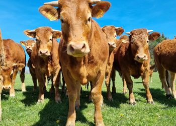 A herd of brown cows in a sunny green field, shot from ground level with a close-up center cow looking at the camera. Ear tags are visible on several cows.