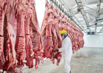 BEEF1 - The Brief | Namibia's Leading Business & Financial News Worker in protective gear inspecting hanging beef carcasses in a meat processing plant. (PPE: white suit, yellow helmet, mask)