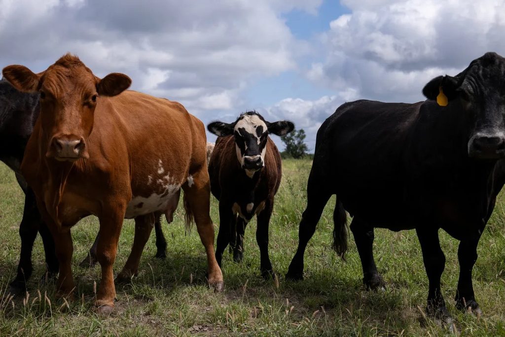 CATTLE9 - The Brief | Namibia's Leading Business & Financial News Group of cows standing in a grassy field under a cloudy sky.