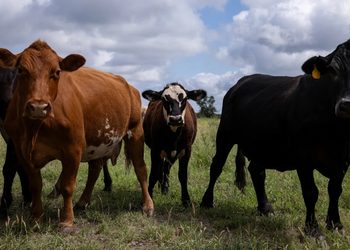 CATTLE9 - The Brief | Namibia's Leading Business & Financial News Group of cows standing in a grassy field under a cloudy sky.