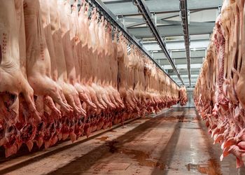 Rows of hanging carcasses in a meat processing facility, suspended from rails along a long aisle.