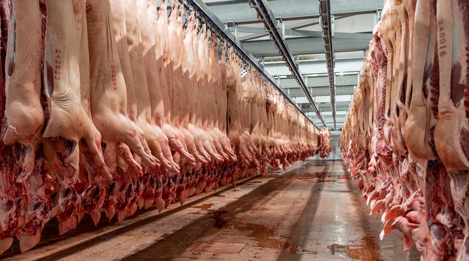 PIG - The Brief | Namibia's Leading Business & Financial News Rows of hanging carcasses in a meat processing facility, suspended from rails along a long aisle.