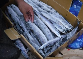 Box filled with many slim, silvery fish packed in ice, with a person’s hand picking one up.