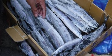 Box filled with many slim, silvery fish packed in ice, with a person’s hand picking one up.